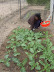 Mrs K picking morogo. Mrs K picking morogo.