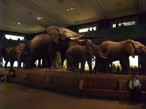 Akeley+hall+of+african+mammals