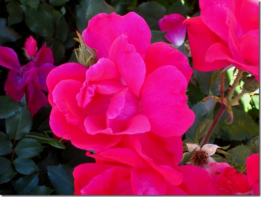IMG_0065 IMG_0065