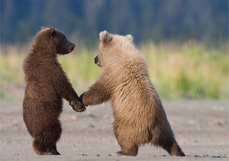 [grizzly-bear-cubs-072509-ga[3].jpg]