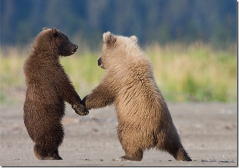 grizzly-bear-cubs-072509-ga