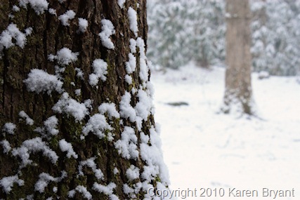[snowtree2_sm[1].jpg]
