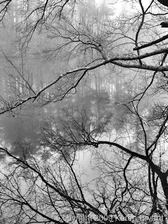 [laketree_bw_sm[6].jpg]