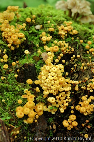 [fungus1_sm[7].jpg]