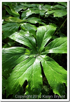 green1_sm