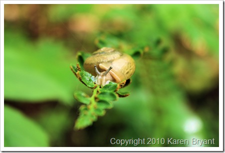 snail1_sm