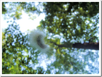 caterpillar1_sm