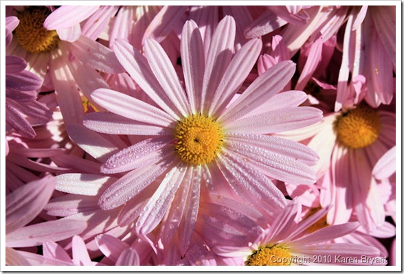pinkflowers1_sm