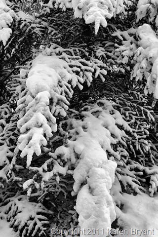 [limbs2_bw2_sm[8].jpg]