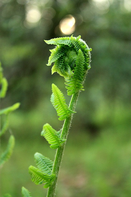 [fern1_sm[5].jpg]