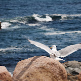 Acadia Summer 2010