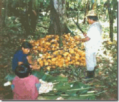 clip_image004 clip_image004