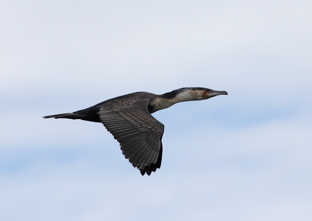 [white-breasted cormorant[2].jpg]