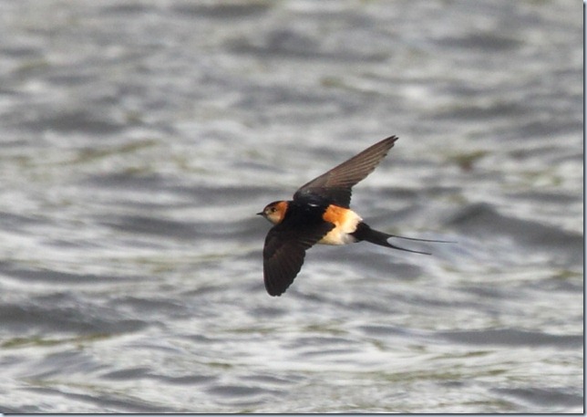 redrumpedswallow4 redrumpedswallow4