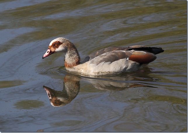 egyptian goose