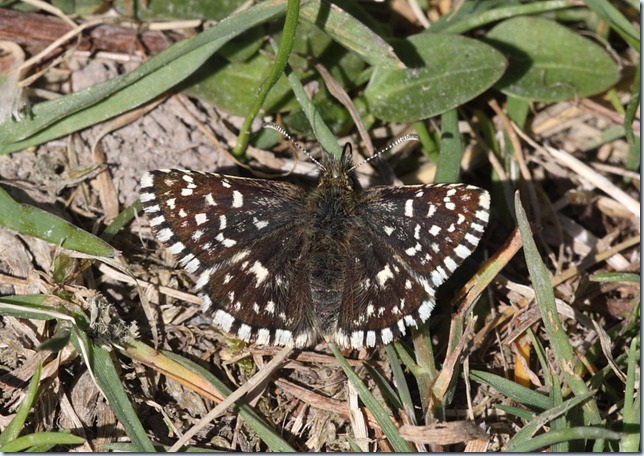 grizzled_skipper