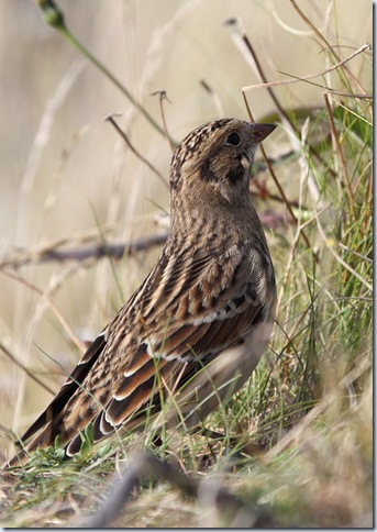 lapland_bunting2