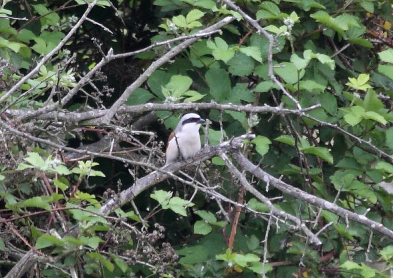 [red-backed shrike2[2].jpg]