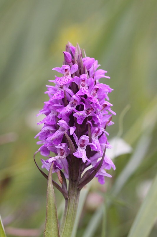 [orchid1[2].jpg]