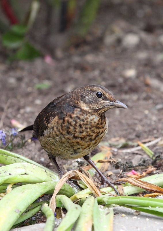 [juv_blackbird[2].jpg]