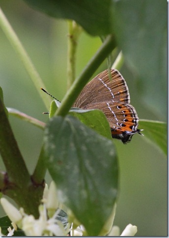 black_hairstreak