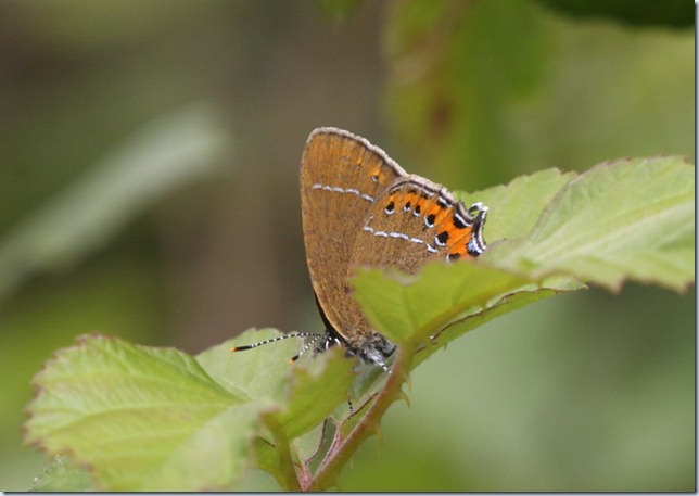 black_hairstreak2