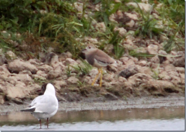 white-tailed plover2