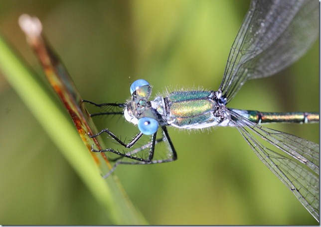 scarce_emerald_closeup