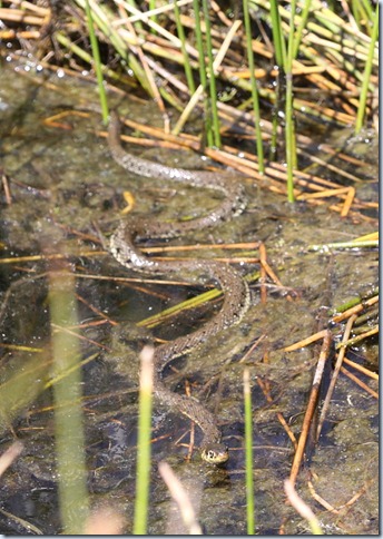 grass_snake