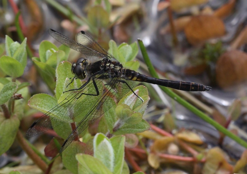 [black_darter[2].jpg]