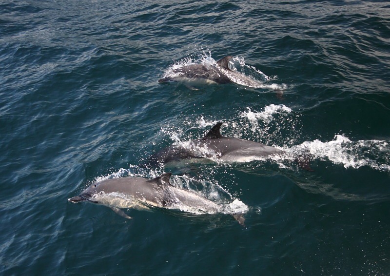 [dolphins1[2].jpg]