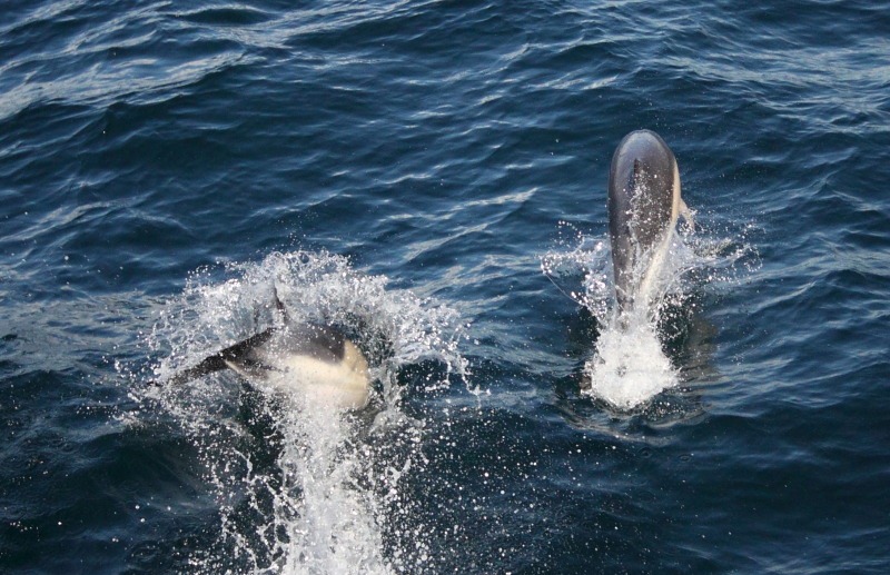 [dolphins2[2].jpg]