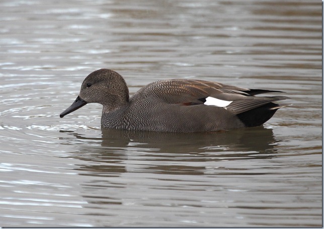 gadwall gadwall
