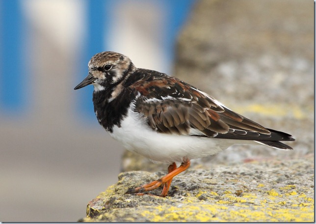 turnstone