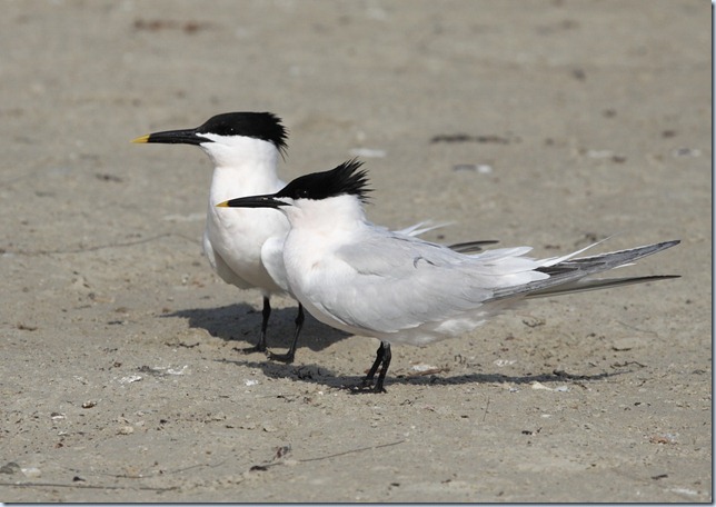 sandwich_tern2