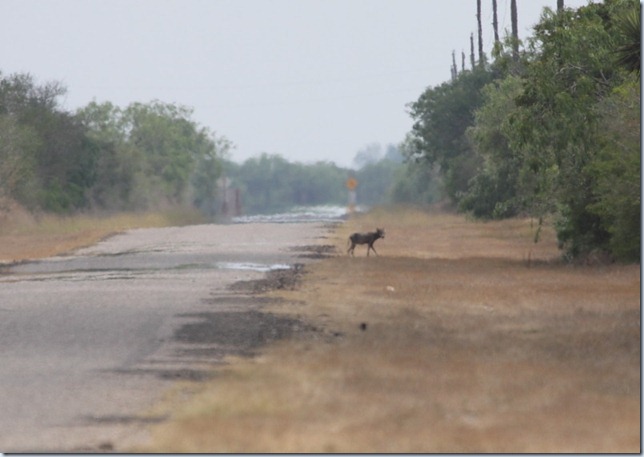 coyote