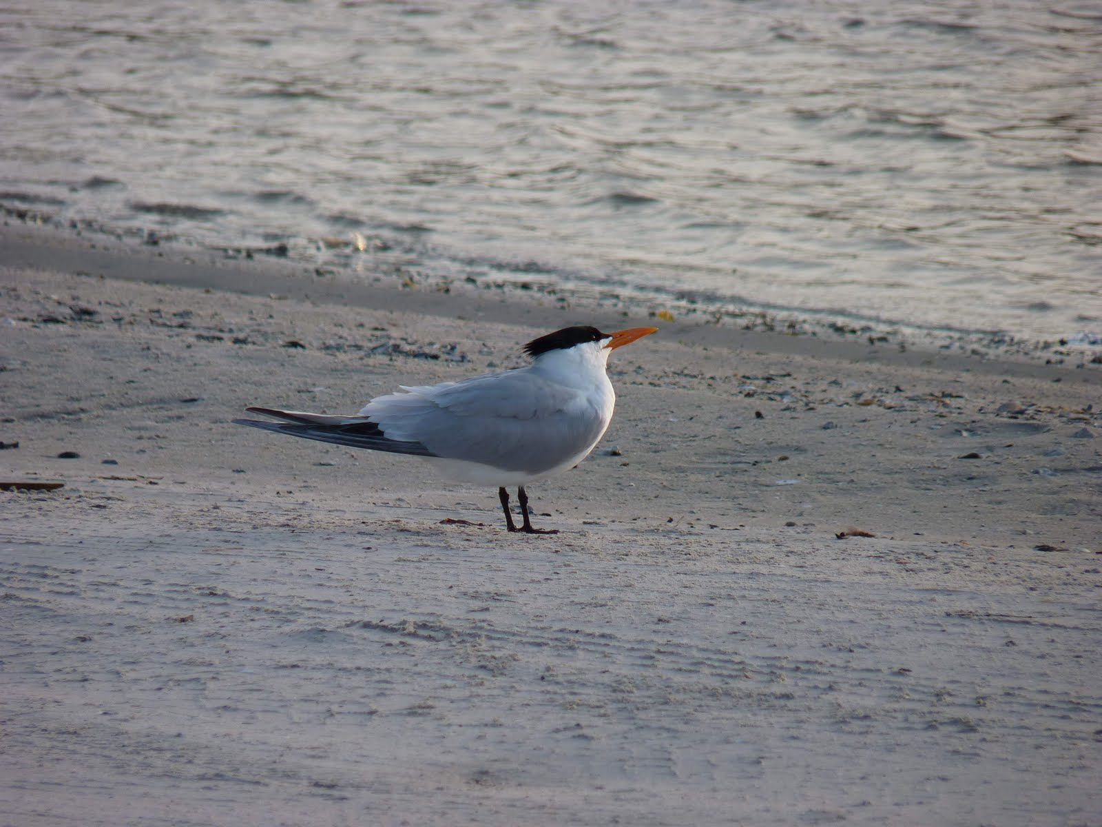 [P1020882_small[10].jpg]