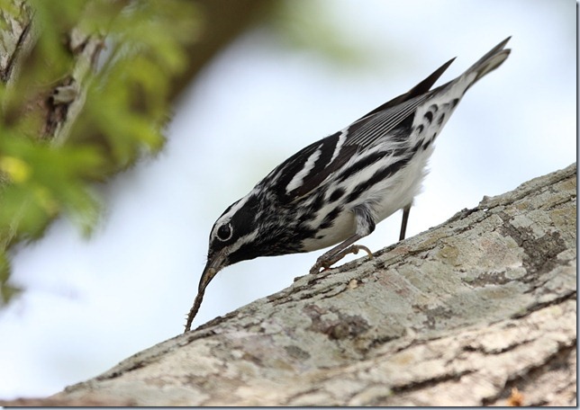 black&white_warbler5