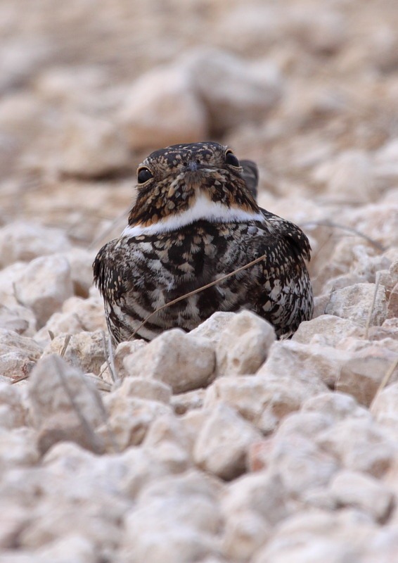 [nighthawk1[3].jpg]
