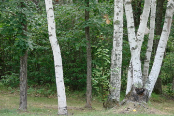 birch trees in Bemidji