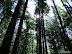 Dwarfed by very tall trees
