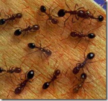 Red$20ants