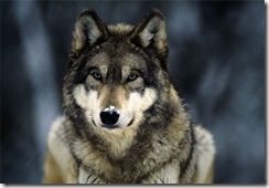 grey-wolf-snow