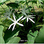 NellJean's Native Plants garden
