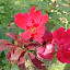 Rose 'Knockout'