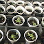 NellJean's Greenhouse garden
