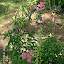 Spirea Bumalda