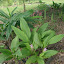 NellJean's Shade garden