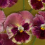 NellJean's Butterfly garden
