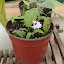 Pentas